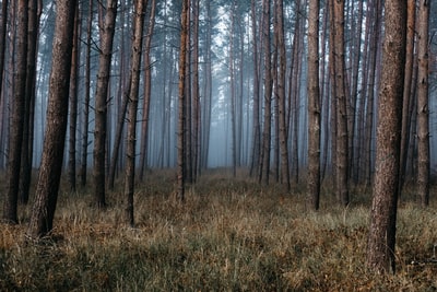 树林里的雾